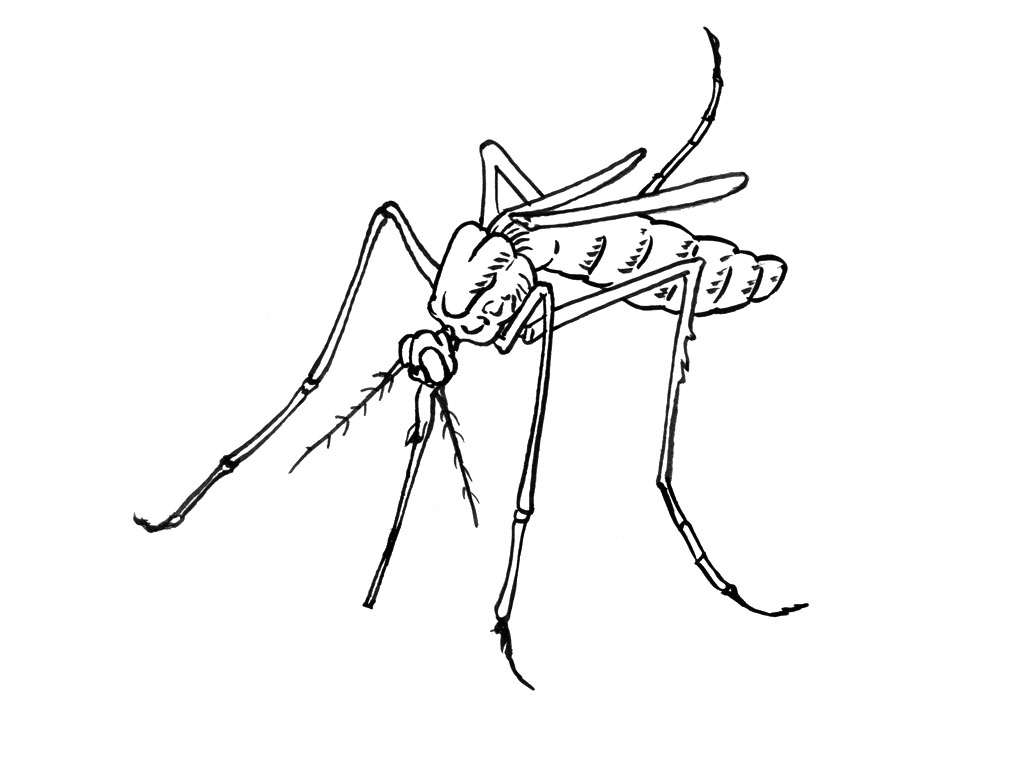 Disegno da colorare: Zanzara (Animali) #11319 - Pagine da Colorare Stampabili Gratuite