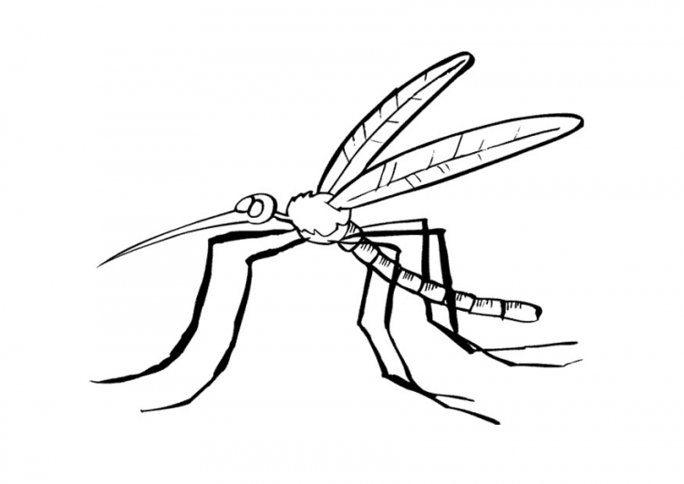 Disegno da colorare: Zanzara (Animali) #11322 - Pagine da Colorare Stampabili Gratuite