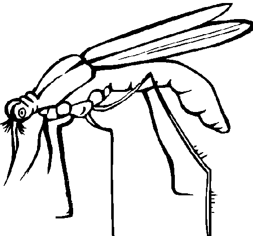 Disegno da colorare: Zanzara (Animali) #11324 - Pagine da Colorare Stampabili Gratuite