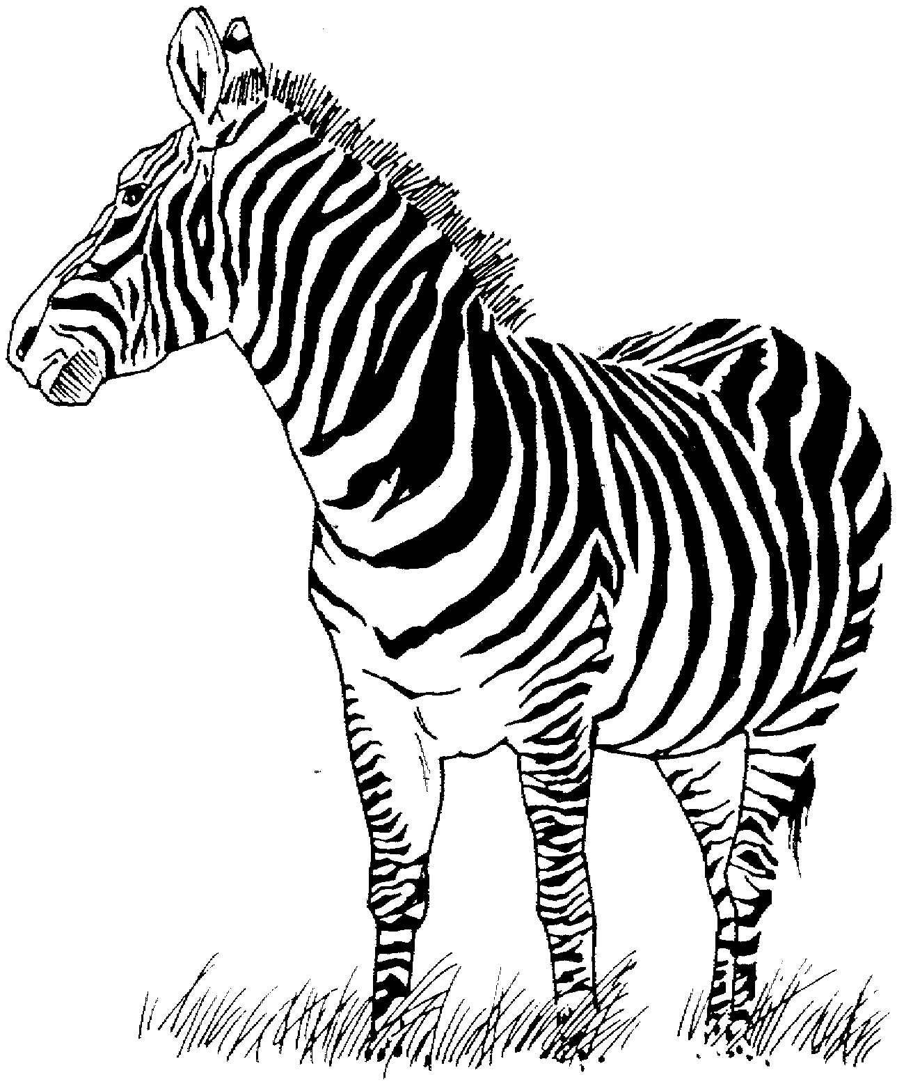 Disegno da colorare: Zebra (Animali) #12949 - Pagine da Colorare Stampabili Gratuite