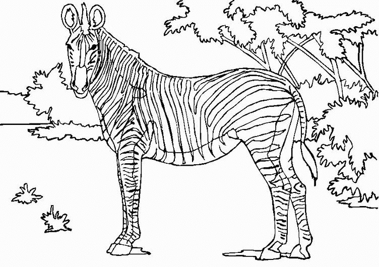 Disegno da colorare: Zebra (Animali) #12956 - Pagine da Colorare Stampabili Gratuite