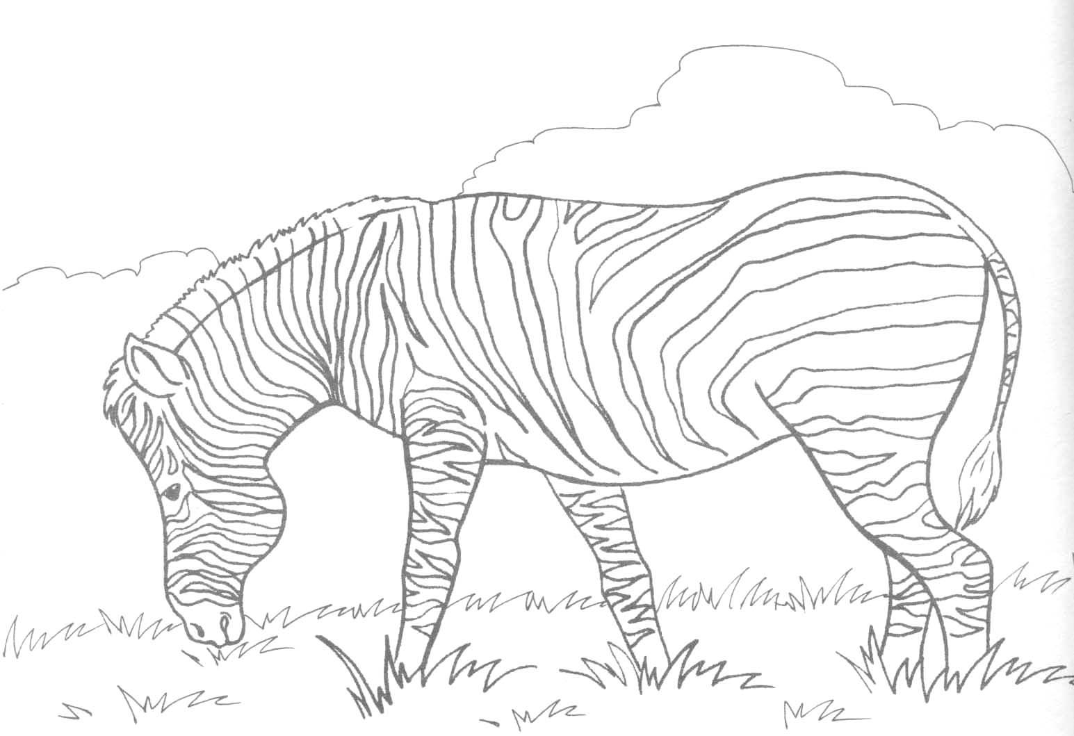 Disegno da colorare: Zebra (Animali) #12958 - Pagine da Colorare Stampabili Gratuite