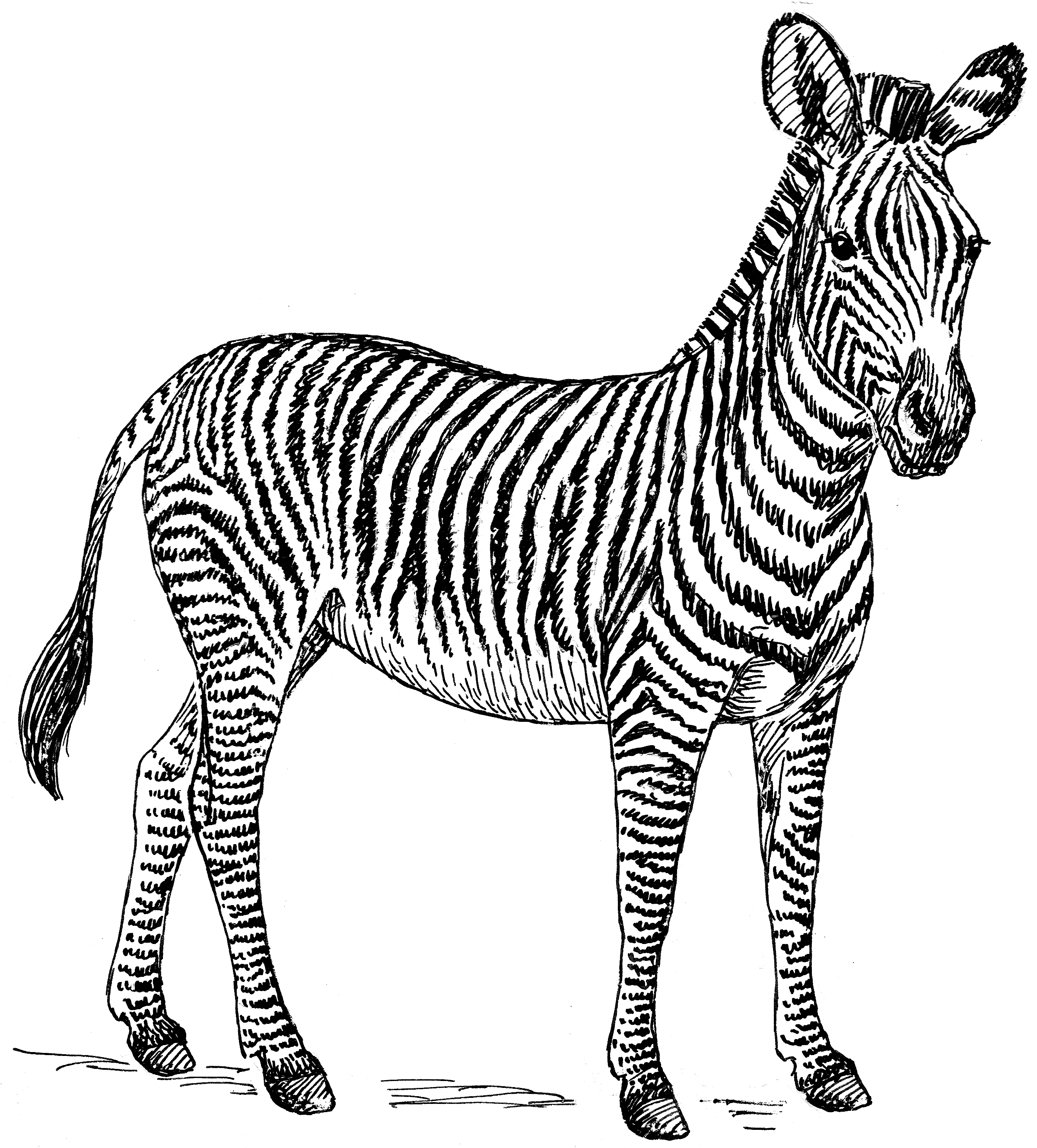 Disegno da colorare: Zebra (Animali) #12960 - Pagine da Colorare Stampabili Gratuite