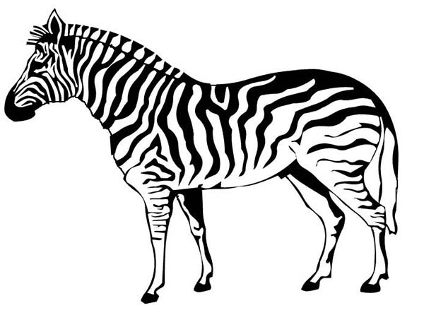 Disegno da colorare: Zebra (Animali) #12963 - Pagine da Colorare Stampabili Gratuite