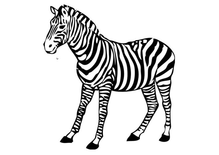 Disegno da colorare: Zebra (Animali) #12972 - Pagine da Colorare Stampabili Gratuite