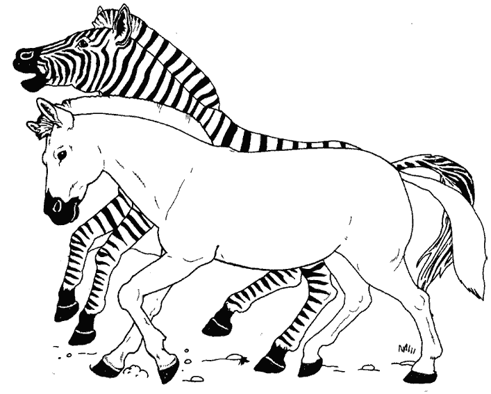 Disegno da colorare: Zebra (Animali) #12981 - Pagine da Colorare Stampabili Gratuite