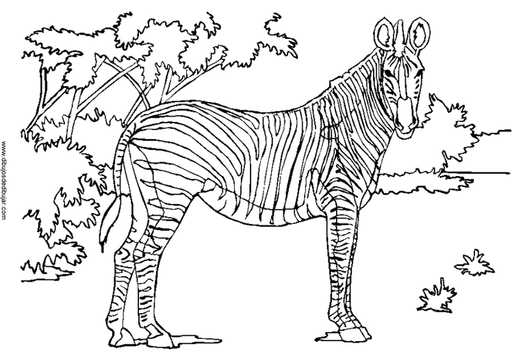 Disegno da colorare: Zebra (Animali) #13041 - Pagine da Colorare Stampabili Gratuite