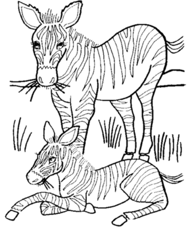 Disegno da colorare: Zebra (Animali) #13051 - Pagine da Colorare Stampabili Gratuite