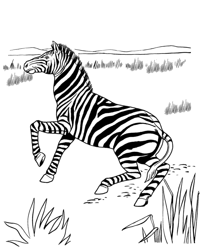 Disegno da colorare: Zebra (Animali) #13053 - Pagine da Colorare Stampabili Gratuite