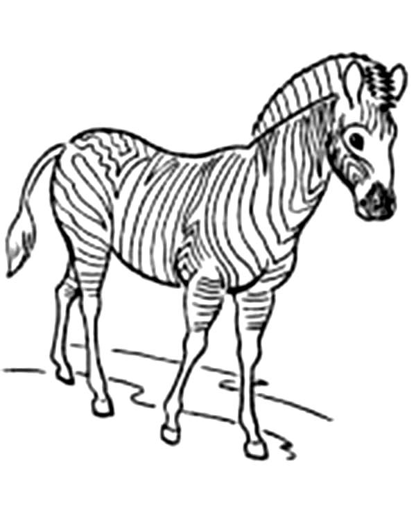 Disegno da colorare: Zebra (Animali) #13085 - Pagine da Colorare Stampabili Gratuite