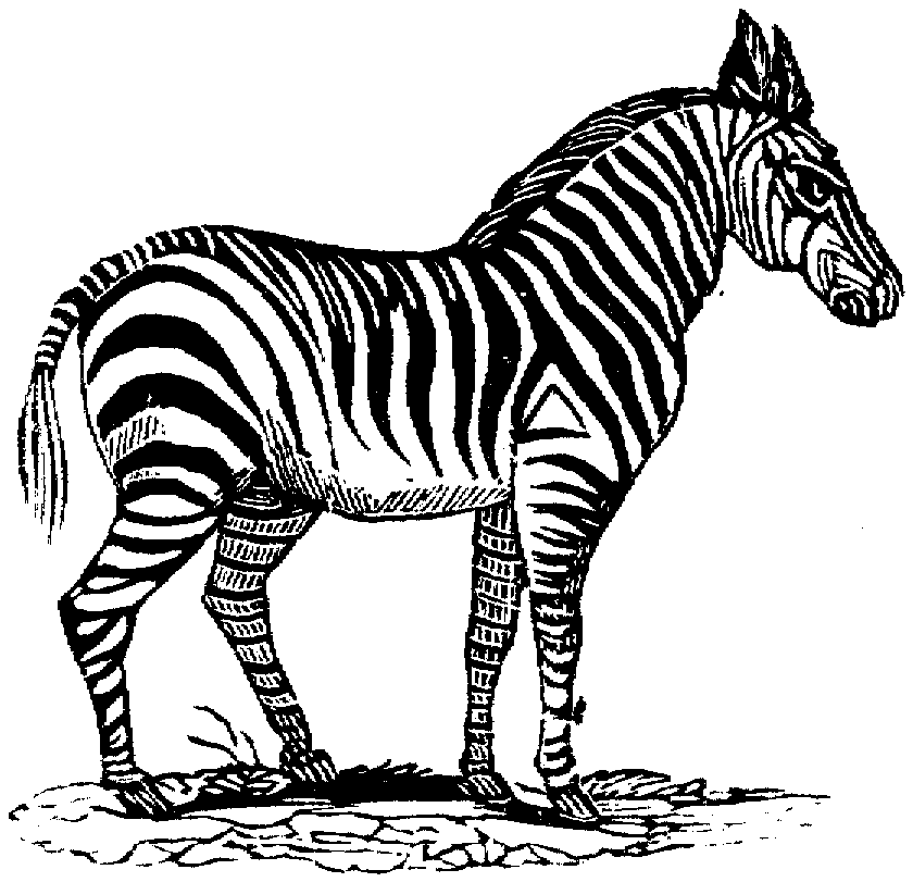 Disegno da colorare: Zebra (Animali) #13094 - Pagine da Colorare Stampabili Gratuite