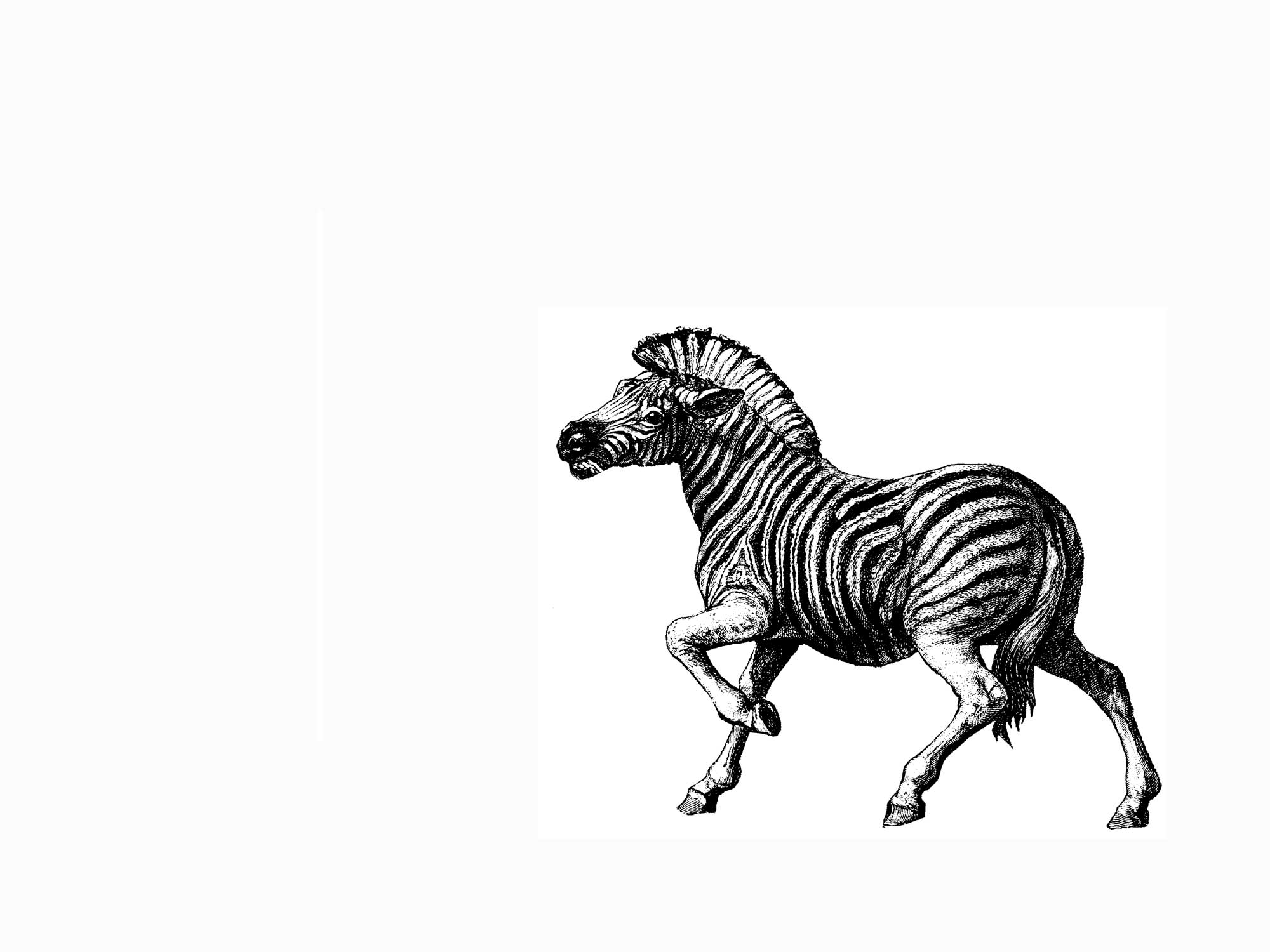 Disegno da colorare: Zebra (Animali) #13100 - Pagine da Colorare Stampabili Gratuite