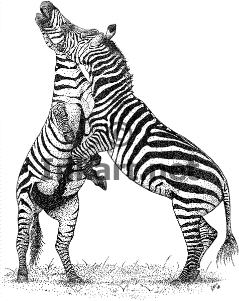 Disegno da colorare: Zebra (Animali) #13122 - Pagine da Colorare Stampabili Gratuite