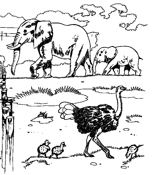 Disegno da colorare: Zoo (Animali) #12659 - Pagine da Colorare Stampabili Gratuite