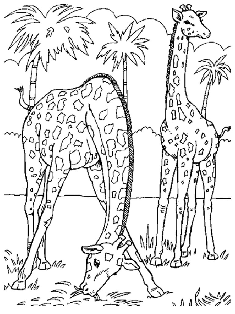 Disegno da colorare: Zoo (Animali) #12703 - Pagine da Colorare Stampabili Gratuite