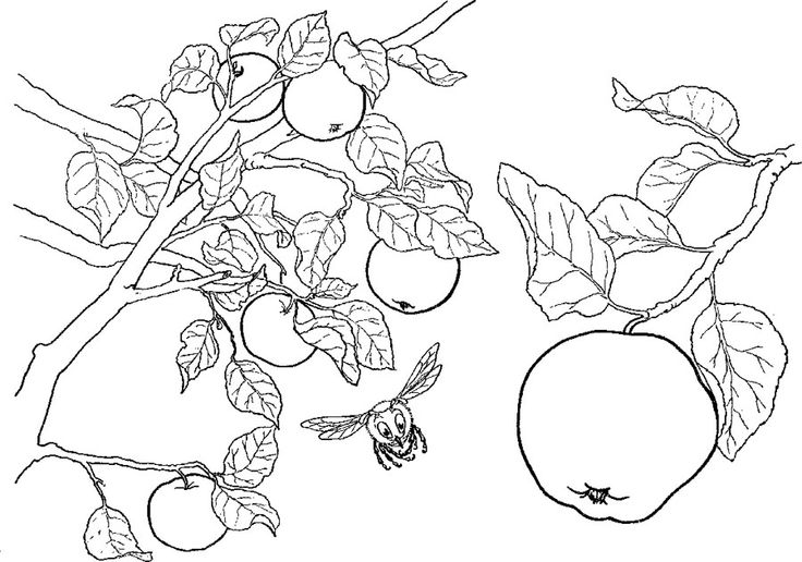 Disegno da colorare: albero di mele (Natura) #163774 - Pagine da Colorare Stampabili Gratuite