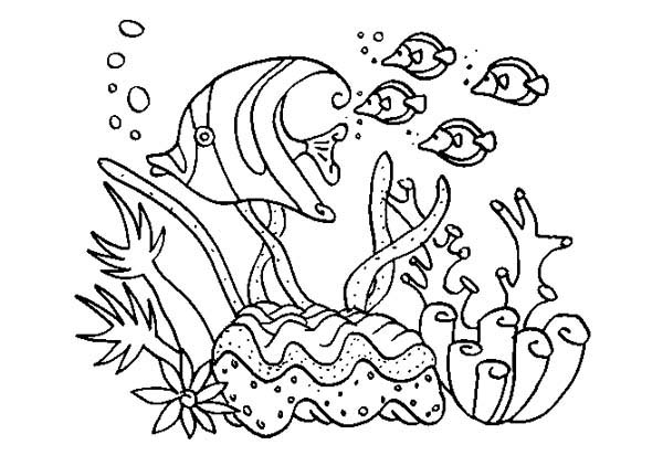 Disegno da colorare: Corallo (Natura) #162895 - Pagine da Colorare Stampabili Gratuite