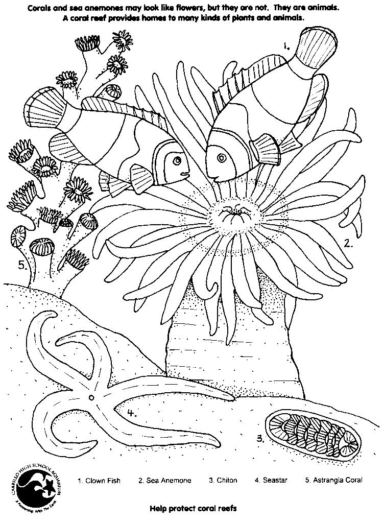 Disegno da colorare: Corallo (Natura) #162901 - Pagine da Colorare Stampabili Gratuite