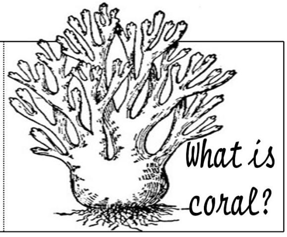 Disegno da colorare: Corallo (Natura) #162907 - Pagine da Colorare Stampabili Gratuite