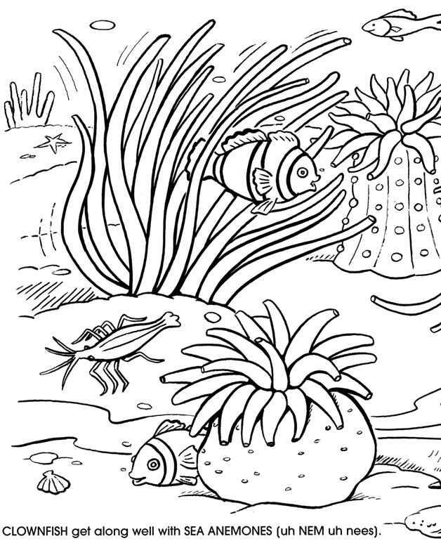 Disegno da colorare: Corallo (Natura) #162920 - Pagine da Colorare Stampabili Gratuite