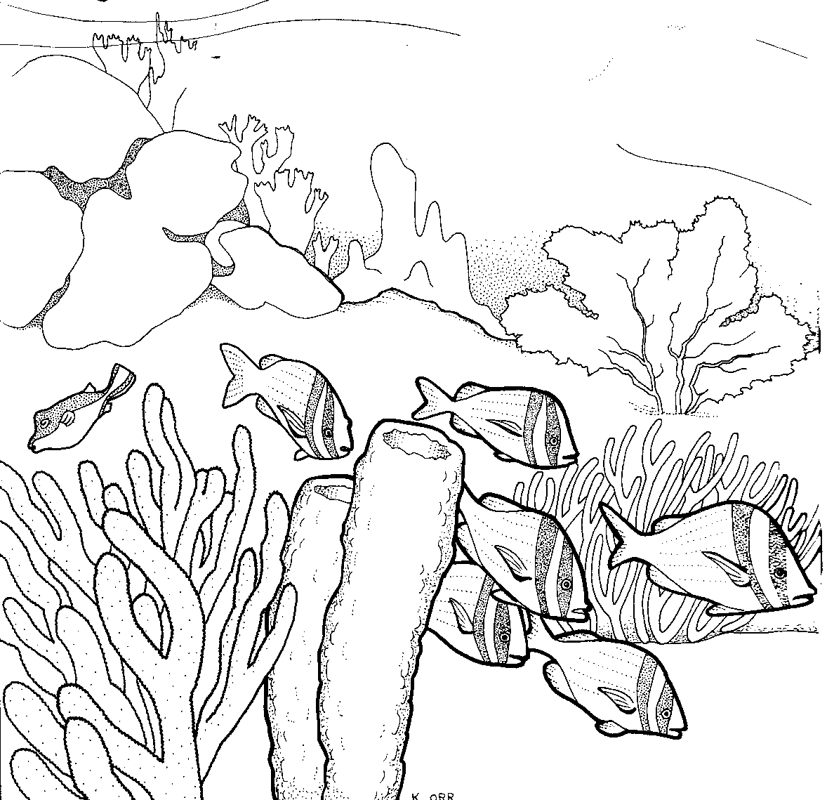 Disegno da colorare: Corallo (Natura) #162958 - Pagine da Colorare Stampabili Gratuite