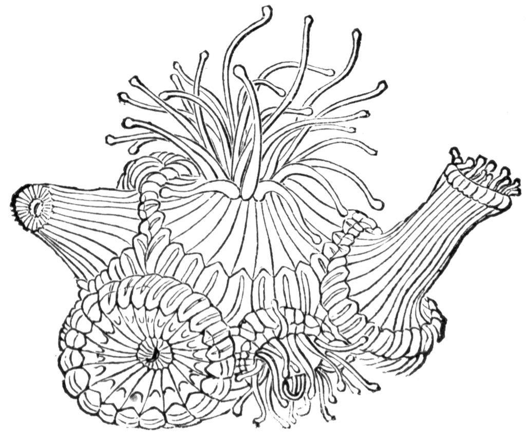 Disegno da colorare: Corallo (Natura) #162964 - Pagine da Colorare Stampabili Gratuite