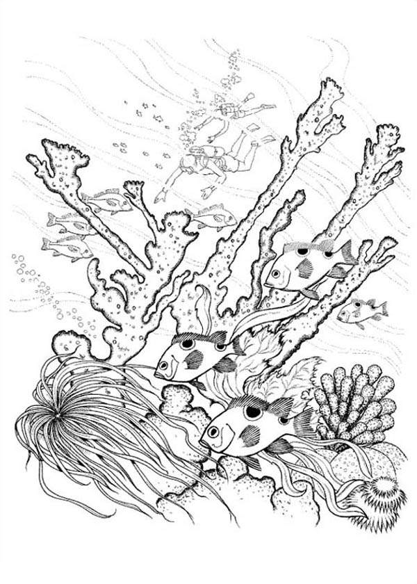 Disegno da colorare: Corallo (Natura) #162970 - Pagine da Colorare Stampabili Gratuite