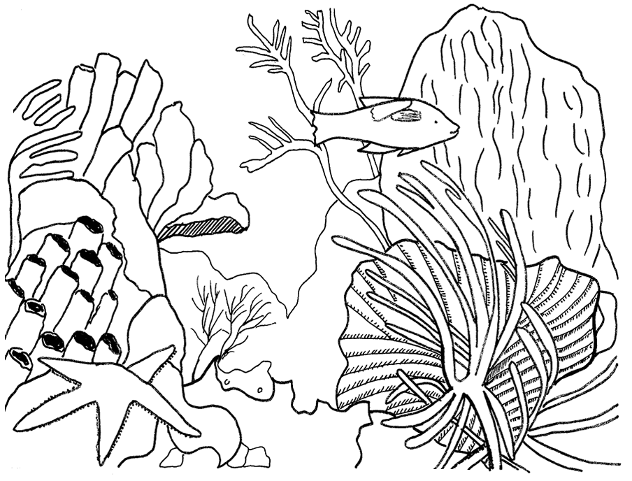 Disegno da colorare: Corallo (Natura) #163034 - Pagine da Colorare Stampabili Gratuite