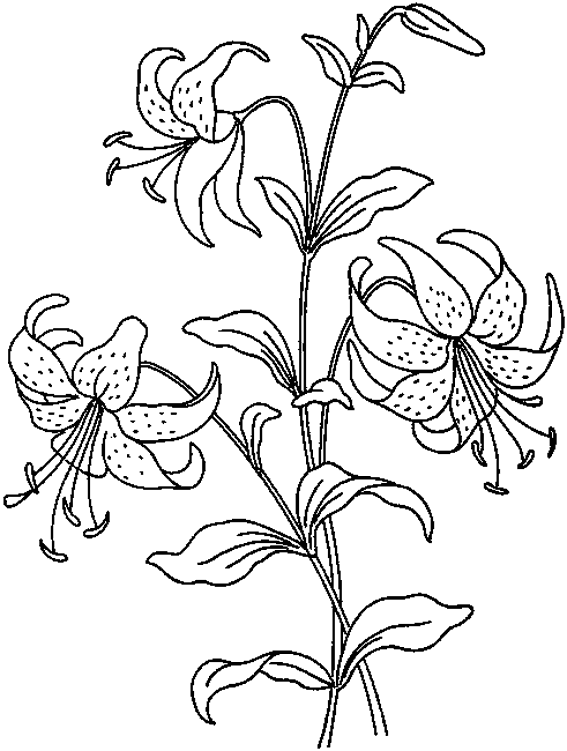 Disegno da colorare: fiori (Natura) #155057 - Pagine da Colorare Stampabili Gratuite