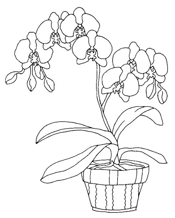 Disegno da colorare: fiori (Natura) #155091 - Pagine da Colorare Stampabili Gratuite