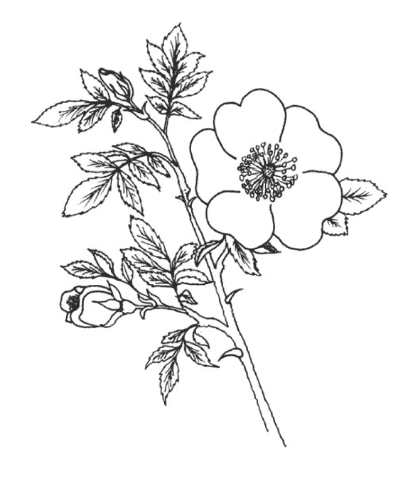 Disegno da colorare: fiori (Natura) #155149 - Pagine da Colorare Stampabili Gratuite