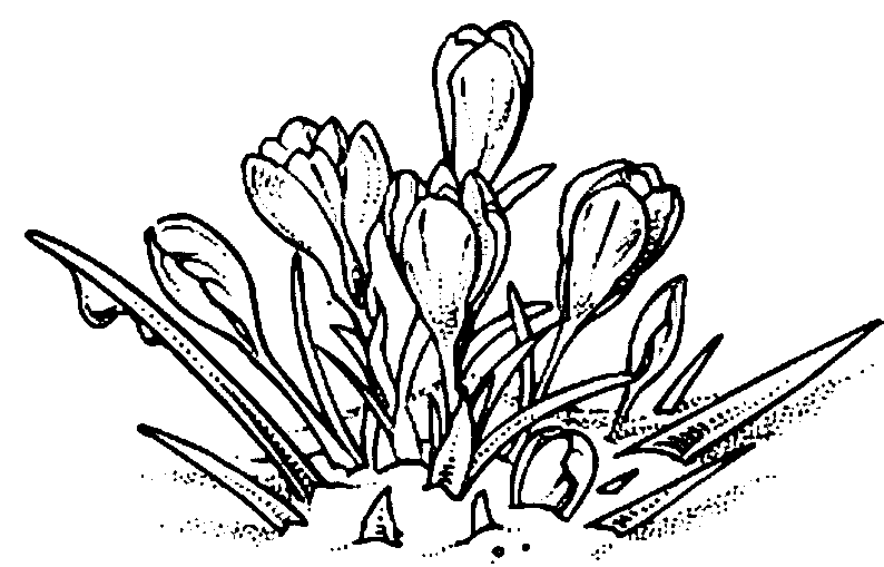 Disegno da colorare: fiori (Natura) #155215 - Pagine da Colorare Stampabili Gratuite