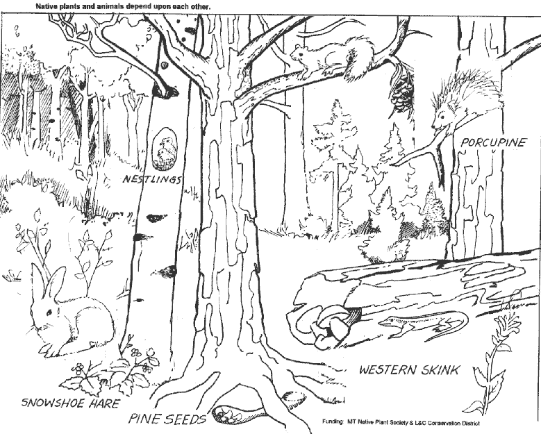 Disegno da colorare: foresta (Natura) #157021 - Pagine da Colorare Stampabili Gratuite