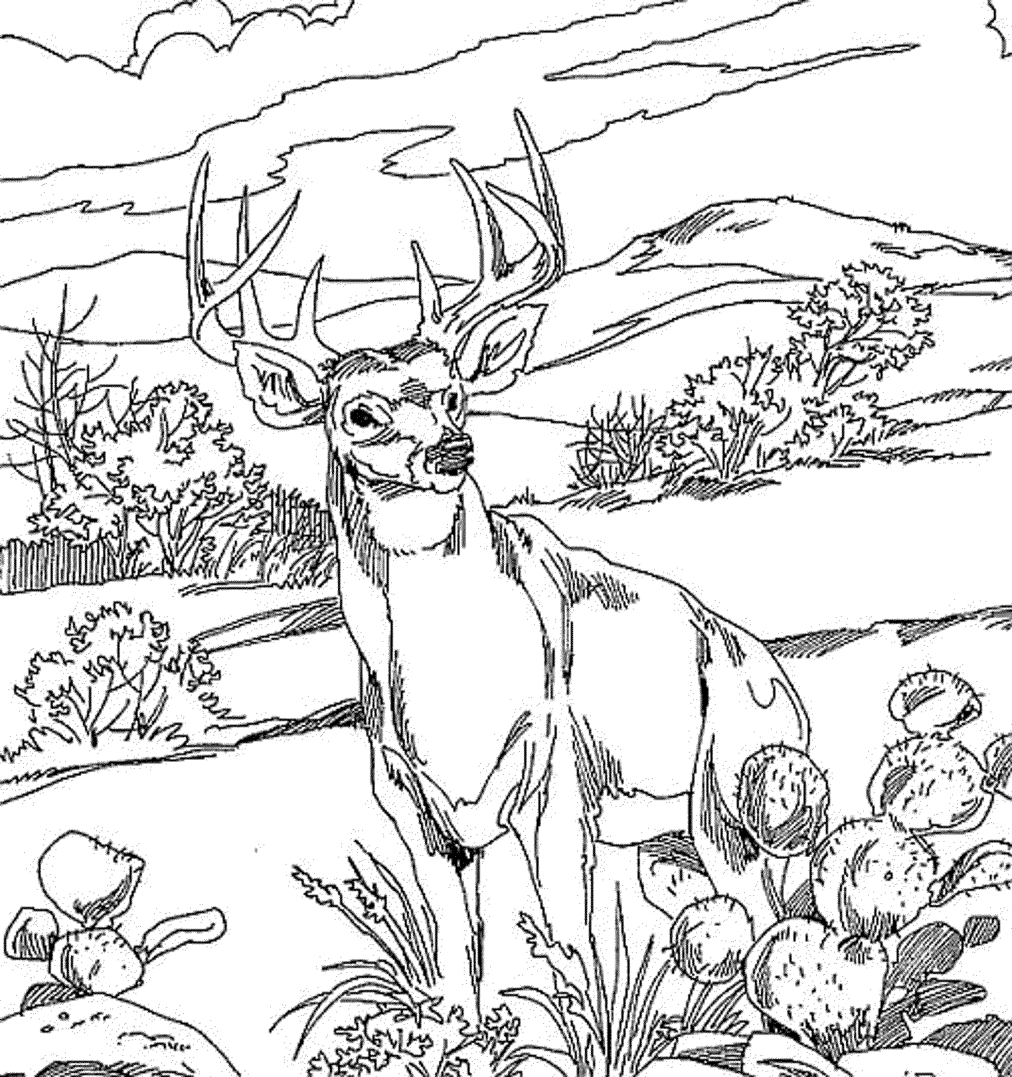 Disegno da colorare: foresta (Natura) #157212 - Pagine da Colorare Stampabili Gratuite