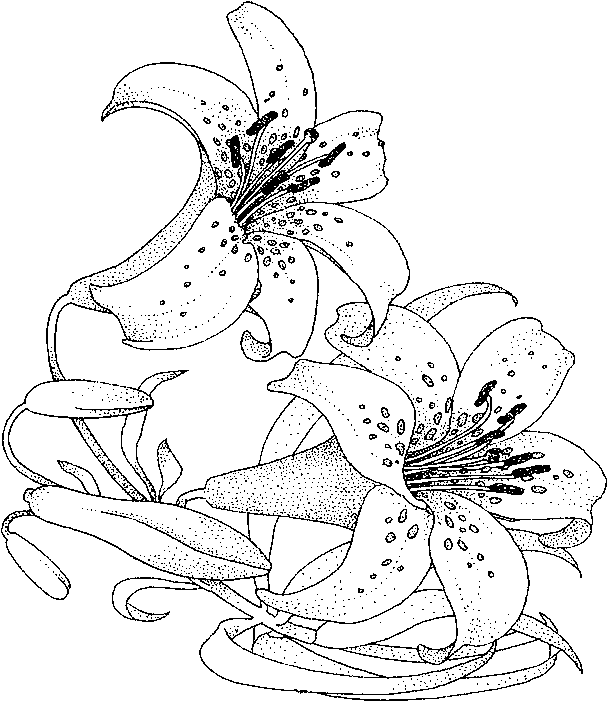 Disegno da colorare: Mazzo di fiori (Natura) #160834 - Pagine da Colorare Stampabili Gratuite