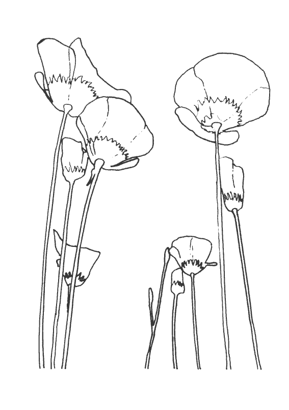 Disegno da colorare: Papavero (Natura) #162448 - Pagine da Colorare Stampabili Gratuite