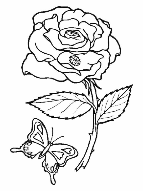 Disegno da colorare: Rose (Natura) #161885 - Pagine da Colorare Stampabili Gratuite