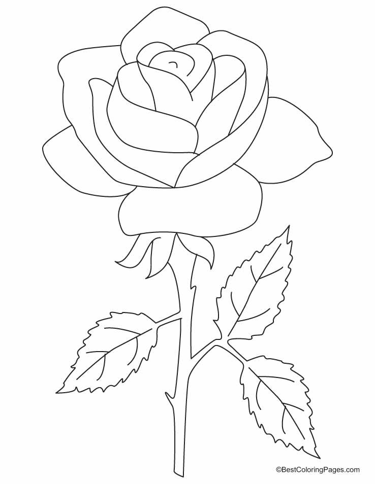 Disegno da colorare: Rose (Natura) #161893 - Pagine da Colorare Stampabili Gratuite