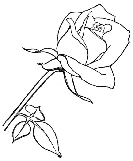 Disegno da colorare: Rose (Natura) #161906 - Pagine da Colorare Stampabili Gratuite