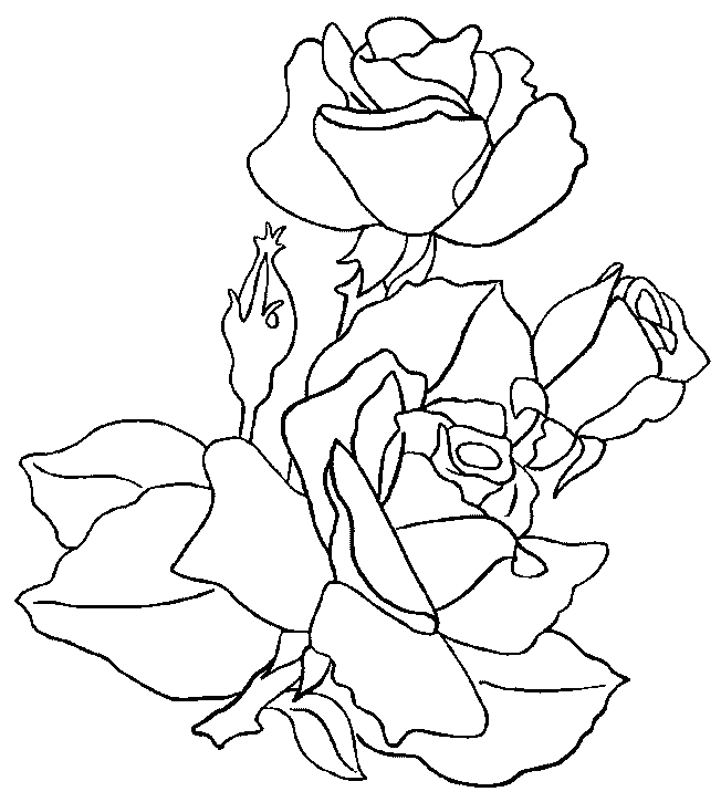 Disegno da colorare: Rose (Natura) #161908 - Pagine da Colorare Stampabili Gratuite