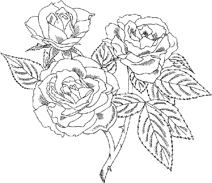 Disegno da colorare: Rose (Natura) #161913 - Pagine da Colorare Stampabili Gratuite