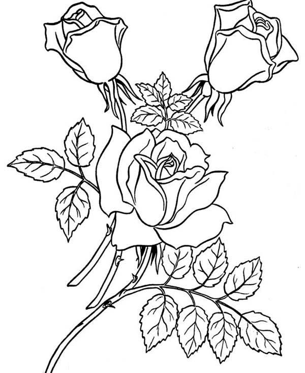Disegno da colorare: Rose (Natura) #161918 - Pagine da Colorare Stampabili Gratuite