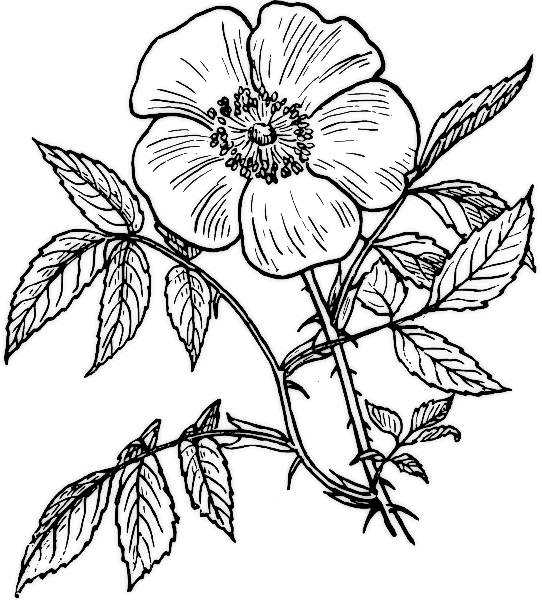 Disegno da colorare: Rose (Natura) #161921 - Pagine da Colorare Stampabili Gratuite