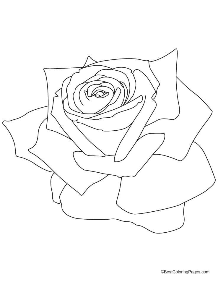 Disegno da colorare: Rose (Natura) #161938 - Pagine da Colorare Stampabili Gratuite