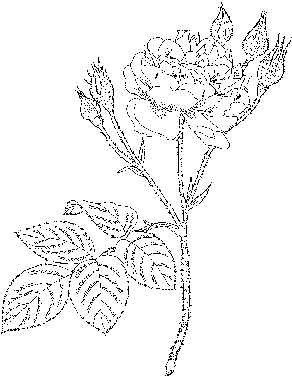 Disegno da colorare: Rose (Natura) #161953 - Pagine da Colorare Stampabili Gratuite