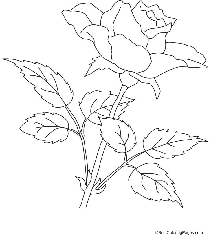 Disegno da colorare: Rose (Natura) #161964 - Pagine da Colorare Stampabili Gratuite