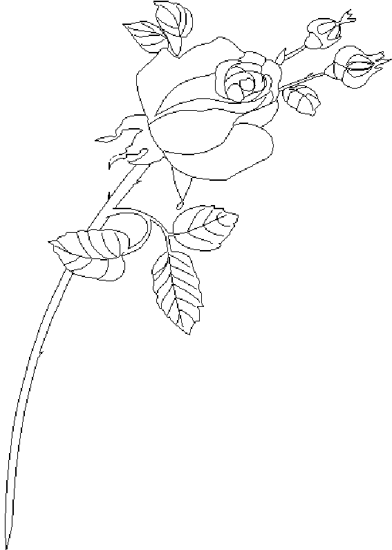 Disegno da colorare: Rose (Natura) #161965 - Pagine da Colorare Stampabili Gratuite