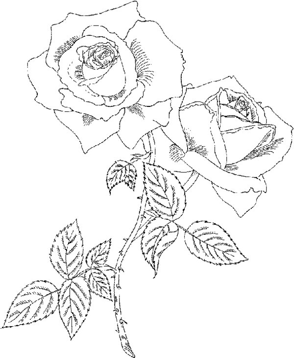 Disegno da colorare: Rose (Natura) #161977 - Pagine da Colorare Stampabili Gratuite