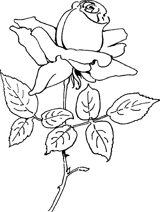 Disegno da colorare: Rose (Natura) #161981 - Pagine da Colorare Stampabili Gratuite