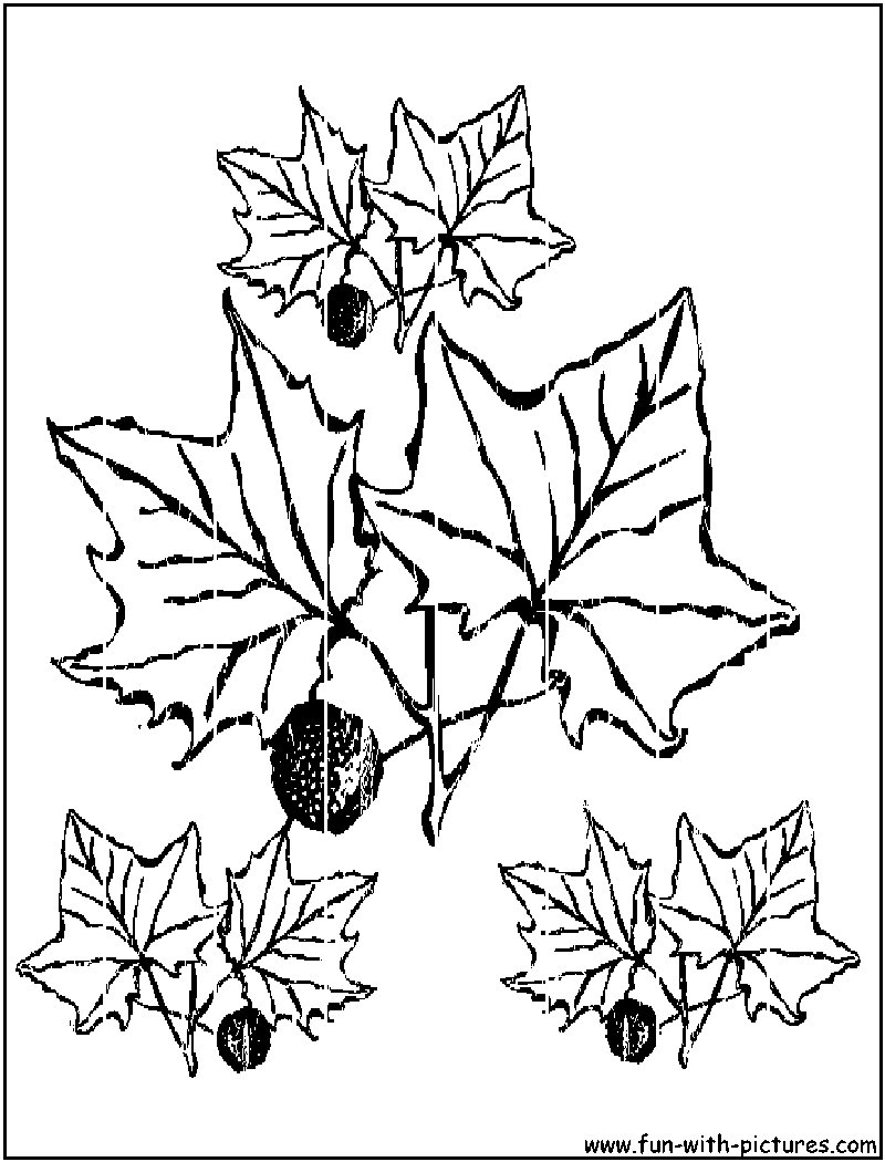 Disegno da colorare: Stagione autunnale (Natura) #164271 - Pagine da Colorare Stampabili Gratuite